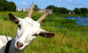 Что подарить в год синей деревянной козы