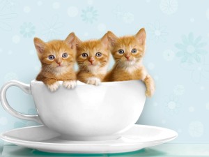 Пища для кошек: консервы