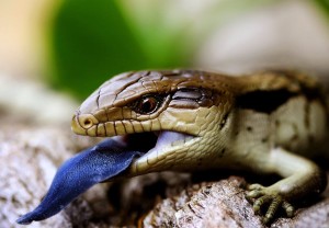 Синеязыкий сцинк — самая простая в содержании ящерица