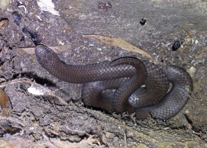 Улиткоедные змеи (Pareas, Aplopeltura и другие)