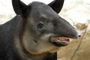 Тапир. Животные Южной Америки