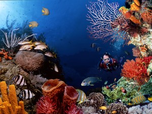 В мире океана: богатство Мальдив