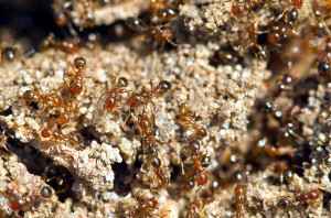 Как избавиться от муравьев?