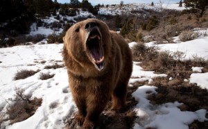 Советы охотникам на бурого медведя