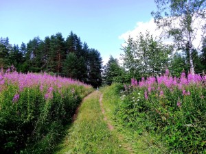 Лесные дороги, их классификация и назначение