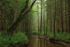 Кырвемааский ландшафтный заказник