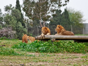 Зоопарк Сафари (Рамат-Ган)