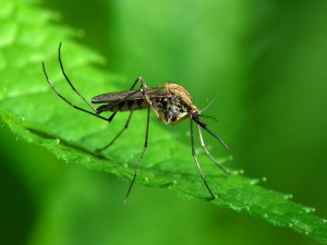 Что отпугивает комаров на природе и дома