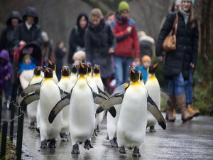 Лучшие Швейцарские зоопарки