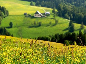 Участок в поле или в лесу?