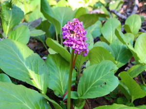 Бадан толстолистный (Bergenia Crassifolia Fritsch) и Гвоздика (Dianthus)