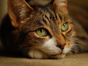 Какие бывают болезни кошек?