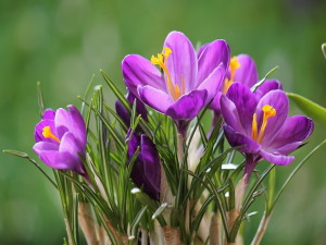 Крокус (Crocus), шафран