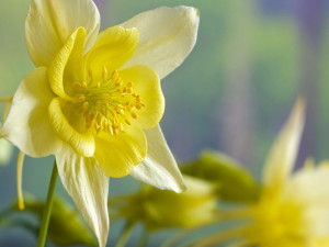 Нарцисс (Narcissus)и Астра (Aster)