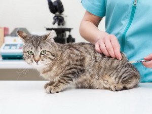 Вакцинопрофилактика инфекционных болезней кошек