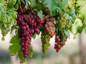 Всесторонняя польза винограда