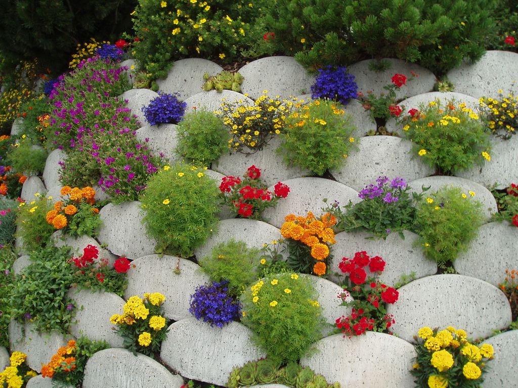 Цветок Альпийская Горка Фото