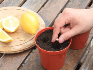 Как из семечка вырастить лимон