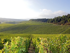 Производители вина Бургундии