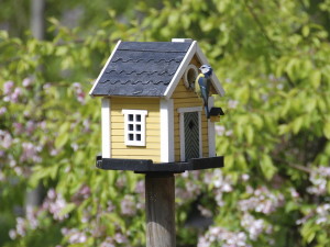 Строим домики и кормушки птицам