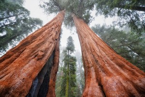 Дар природы человеку: качества древесины из секвойи