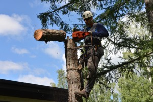 Удаление деревьев (способы и виды удаления деревьев)