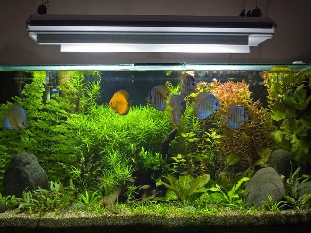 Качественное освещение аквариума