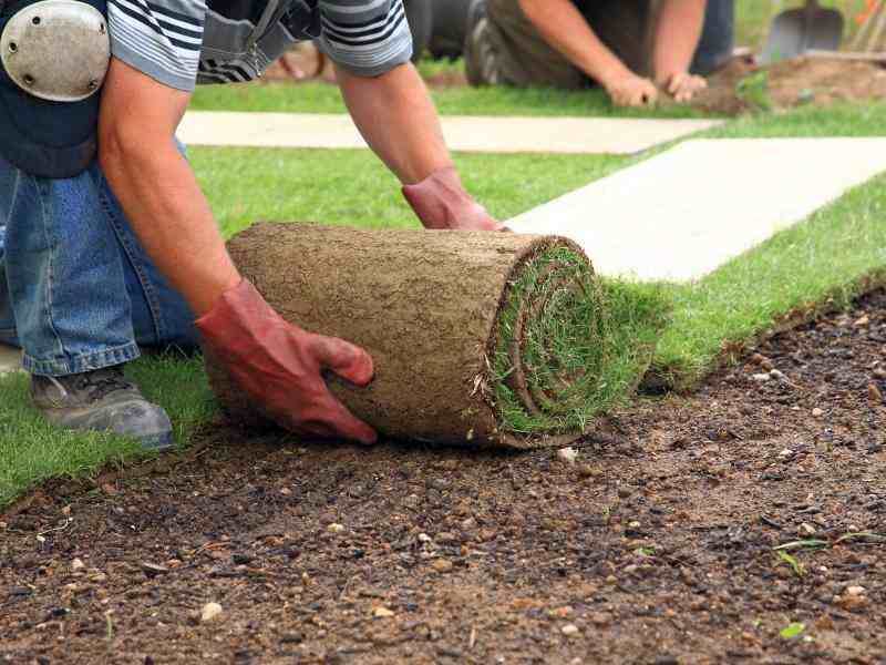 как посадить рулонный газон своими руками