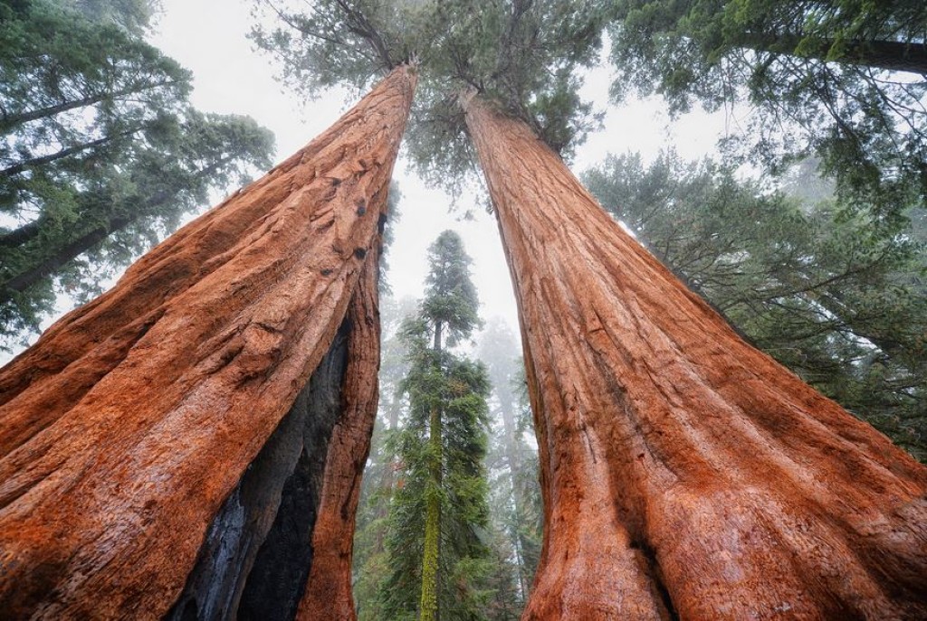 самое плотное дерево в мире название